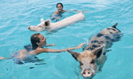 Bahamas Travel Guide
